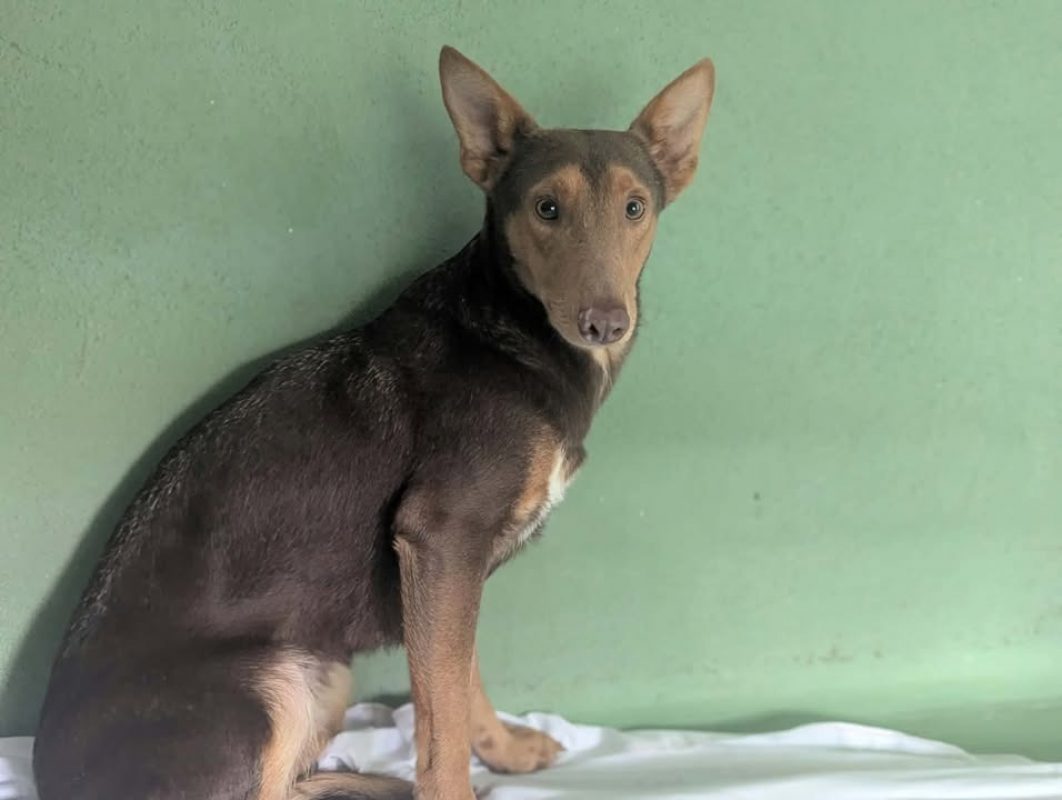 Karma - Chien à adopter