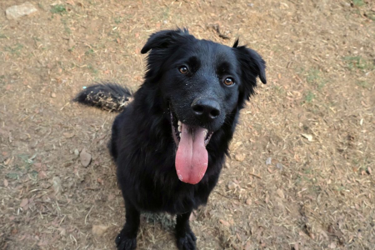 Aku - Chien à adopter