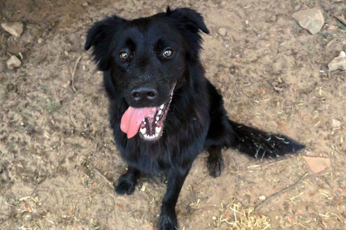 Aku - Chien à adopter - photo 2