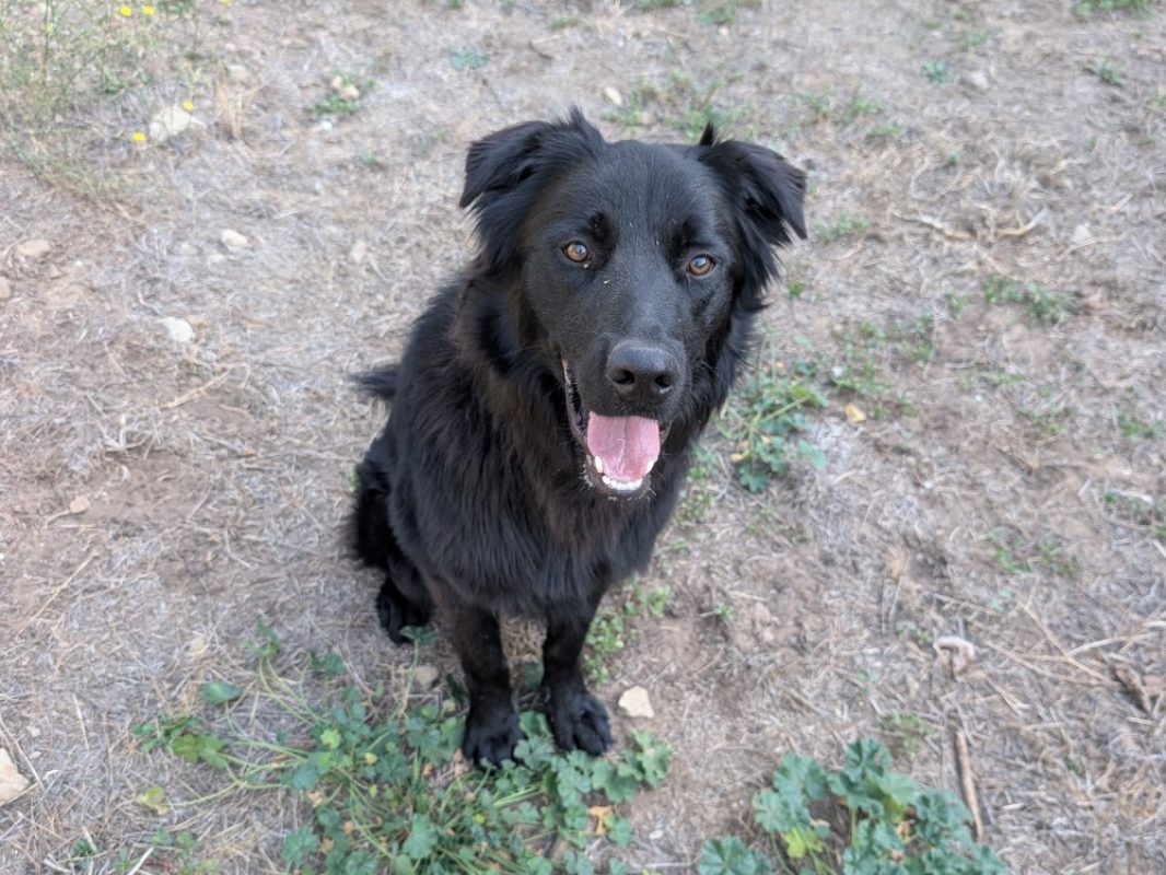 Aku - Chien à adopter - photo 3