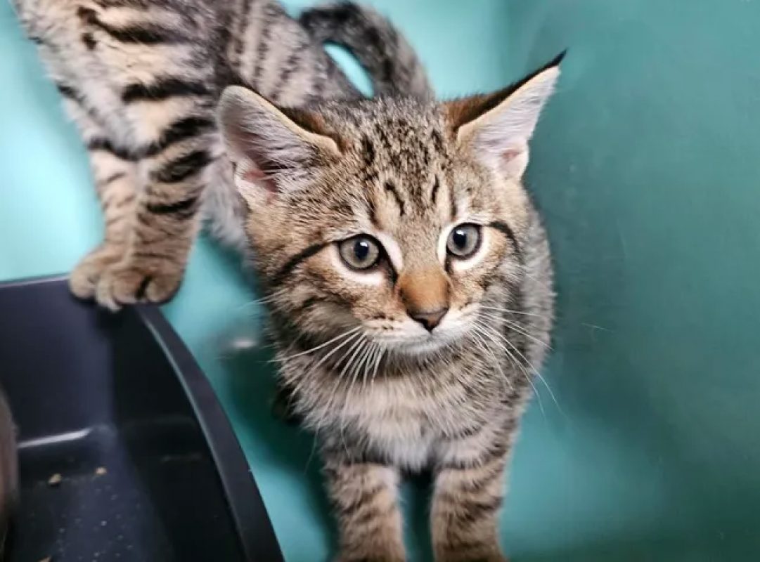 Titi - Chat Européen à adopter