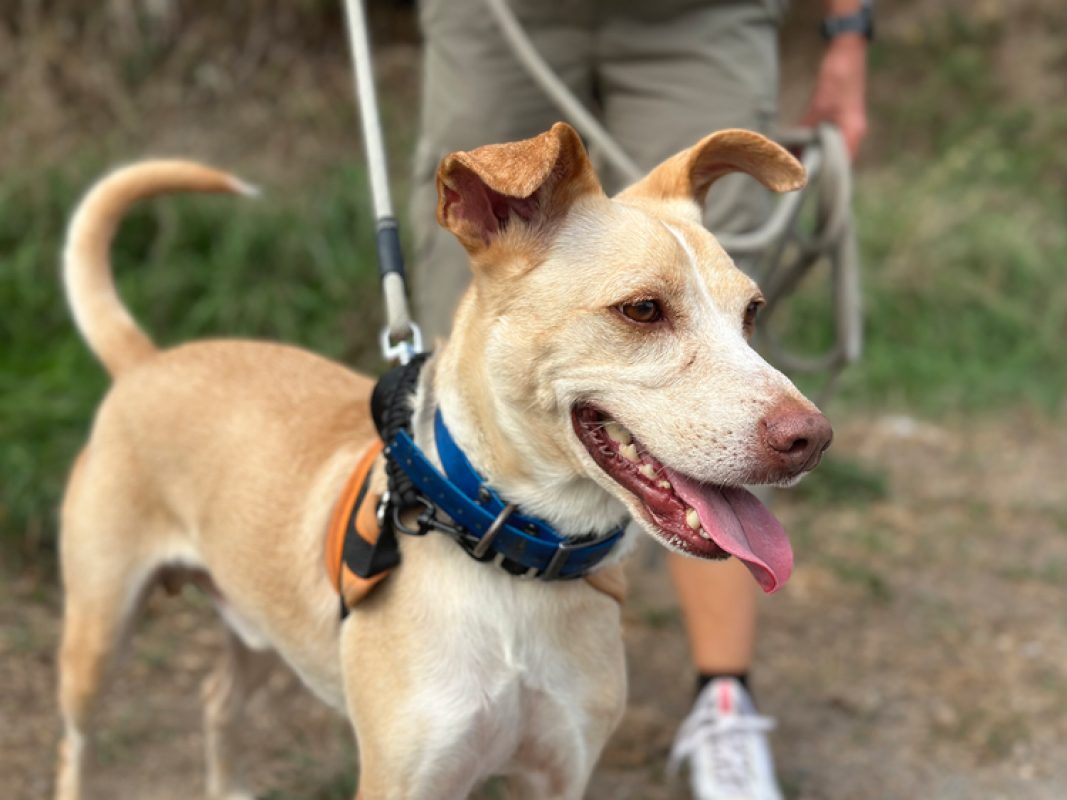 Murray - Chien à adopter