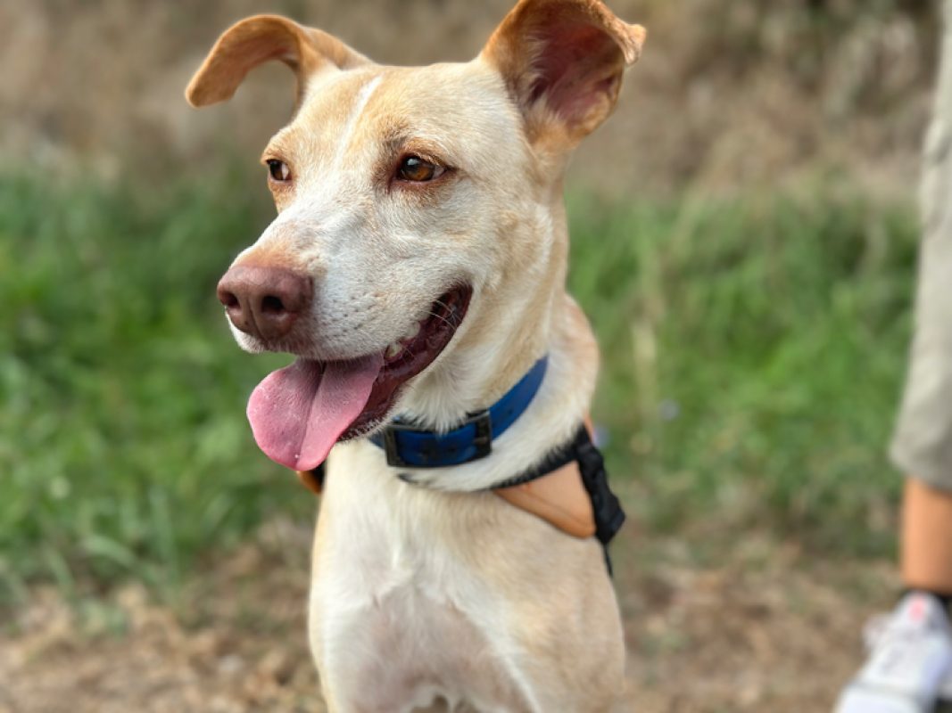 Murray - Chien à adopter - photo 2