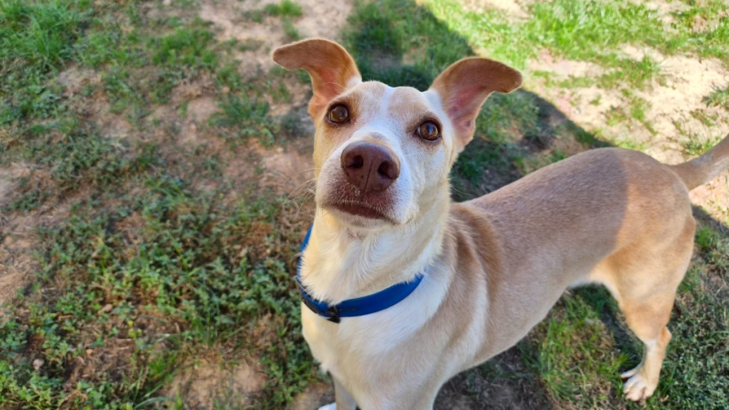 Murray - Chien à adopter - photo 3