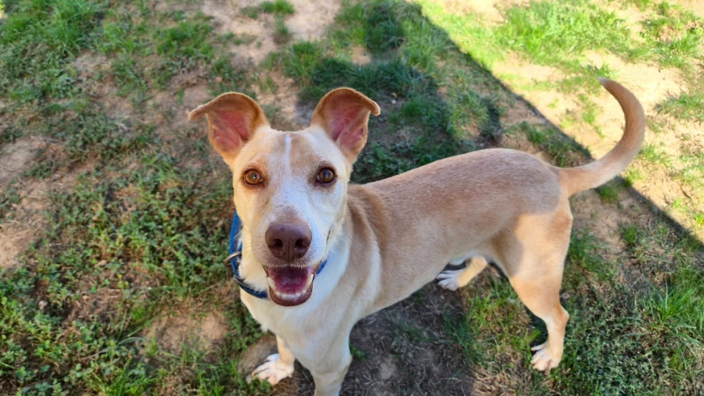 Murray - Chien à adopter - photo 4