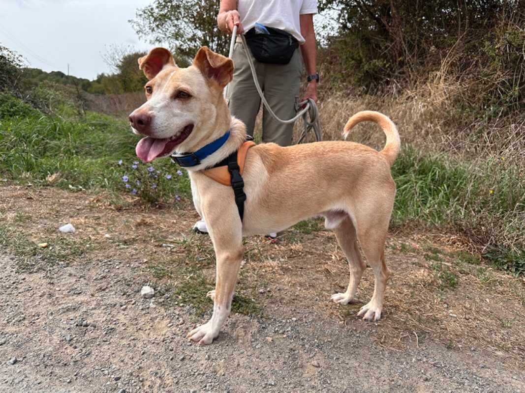 Murray - Chien à adopter - photo 6