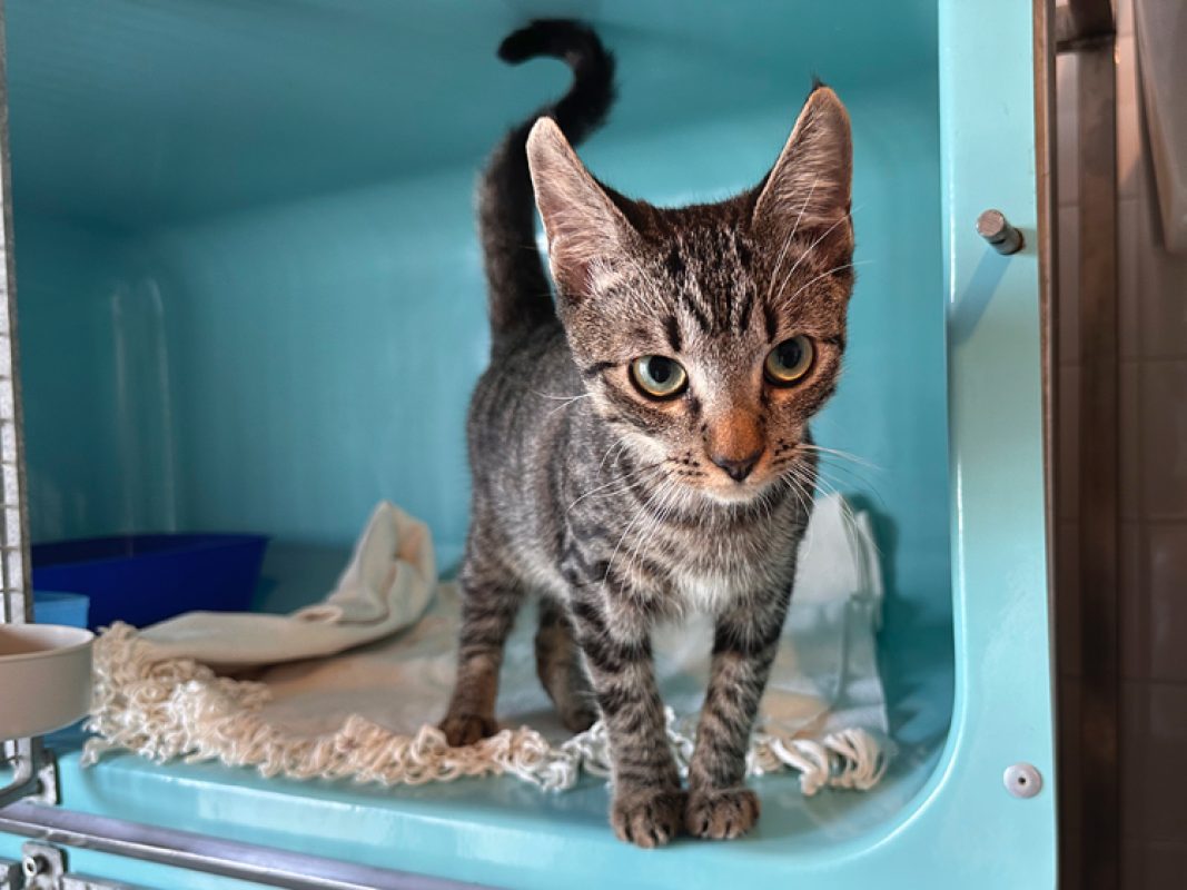 Kai - Chat Européen à adopter