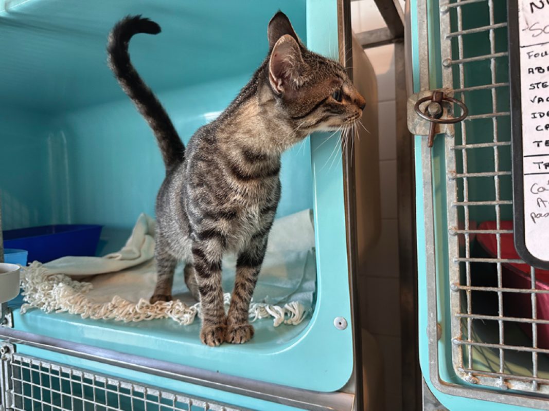 Kai - Chat Européen à adopter - photo 2