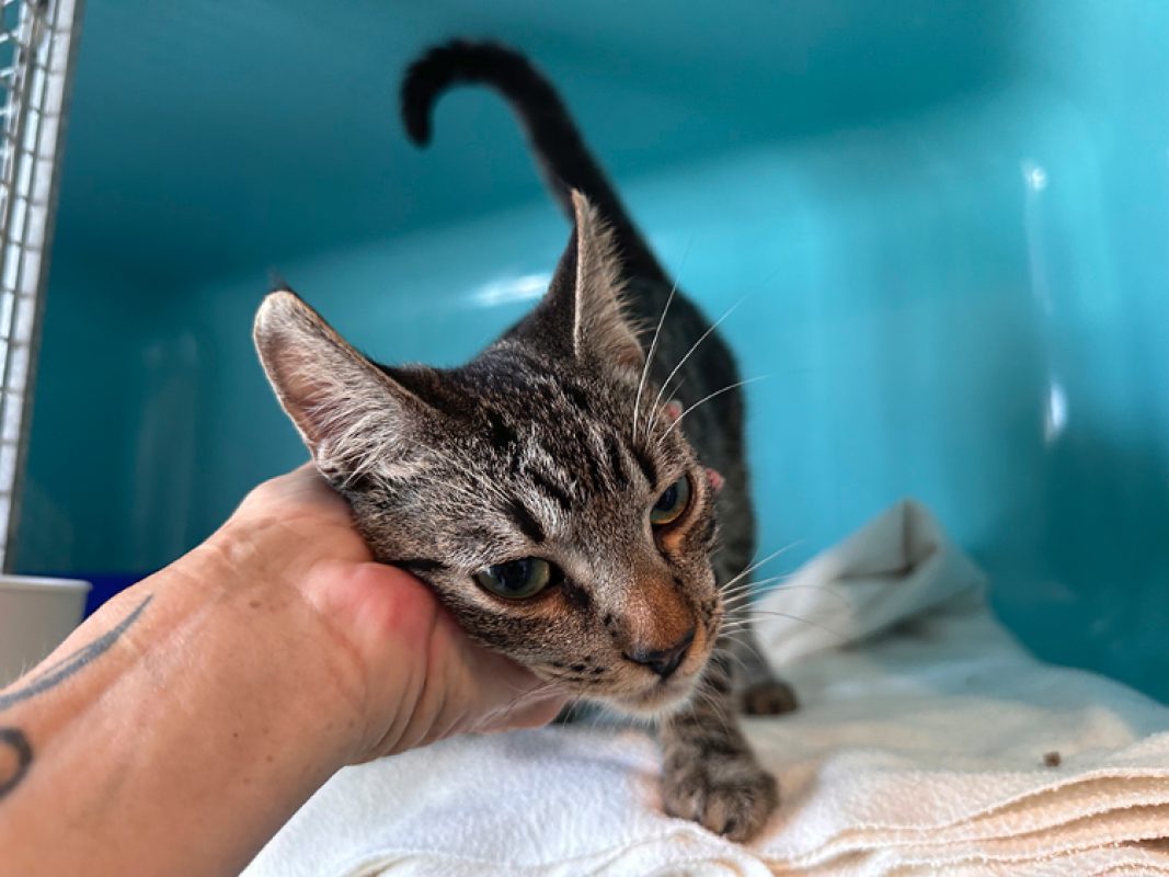 Kai - Chat Européen à adopter - photo 3