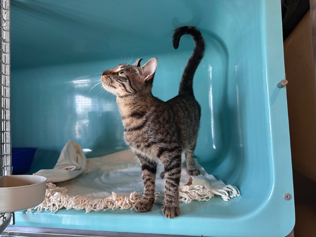 Kai - Chat Européen à adopter - photo 5