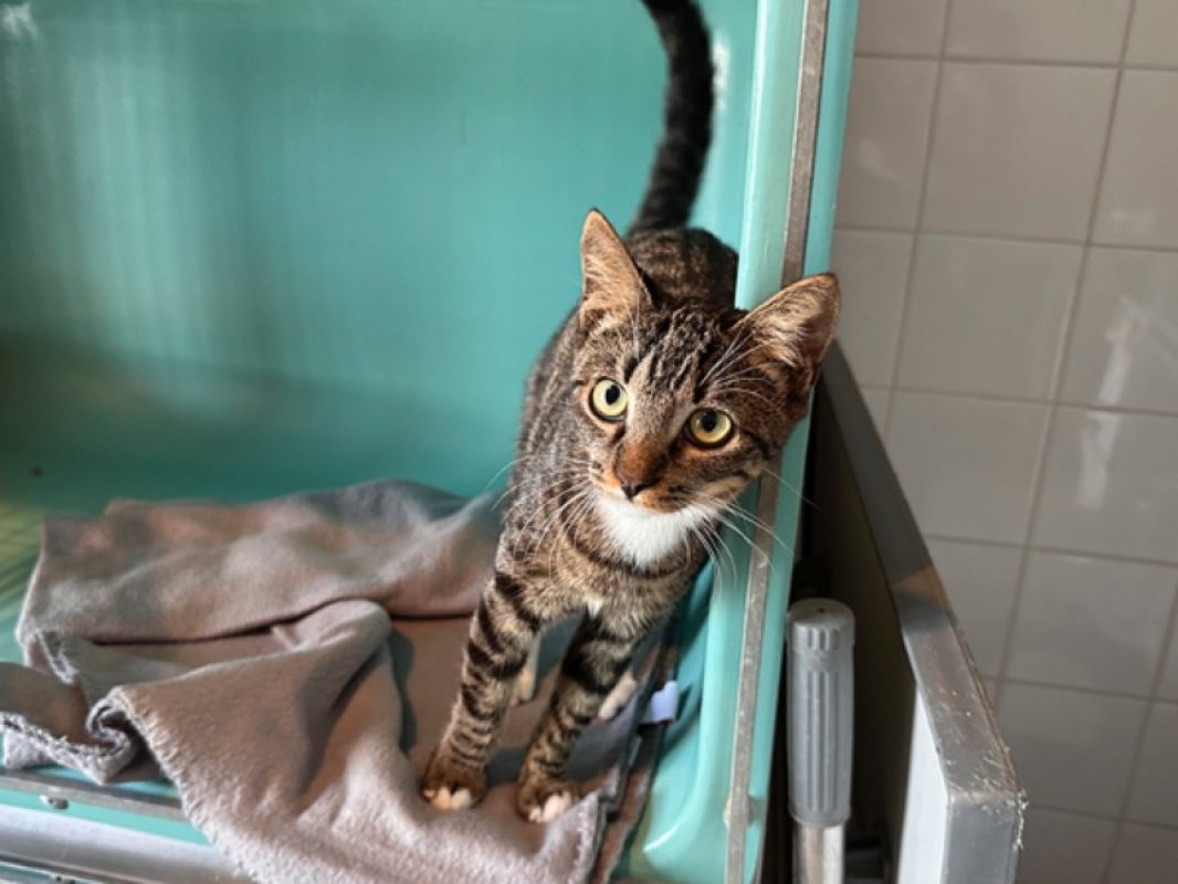 Nox - Chat Européen à adopter