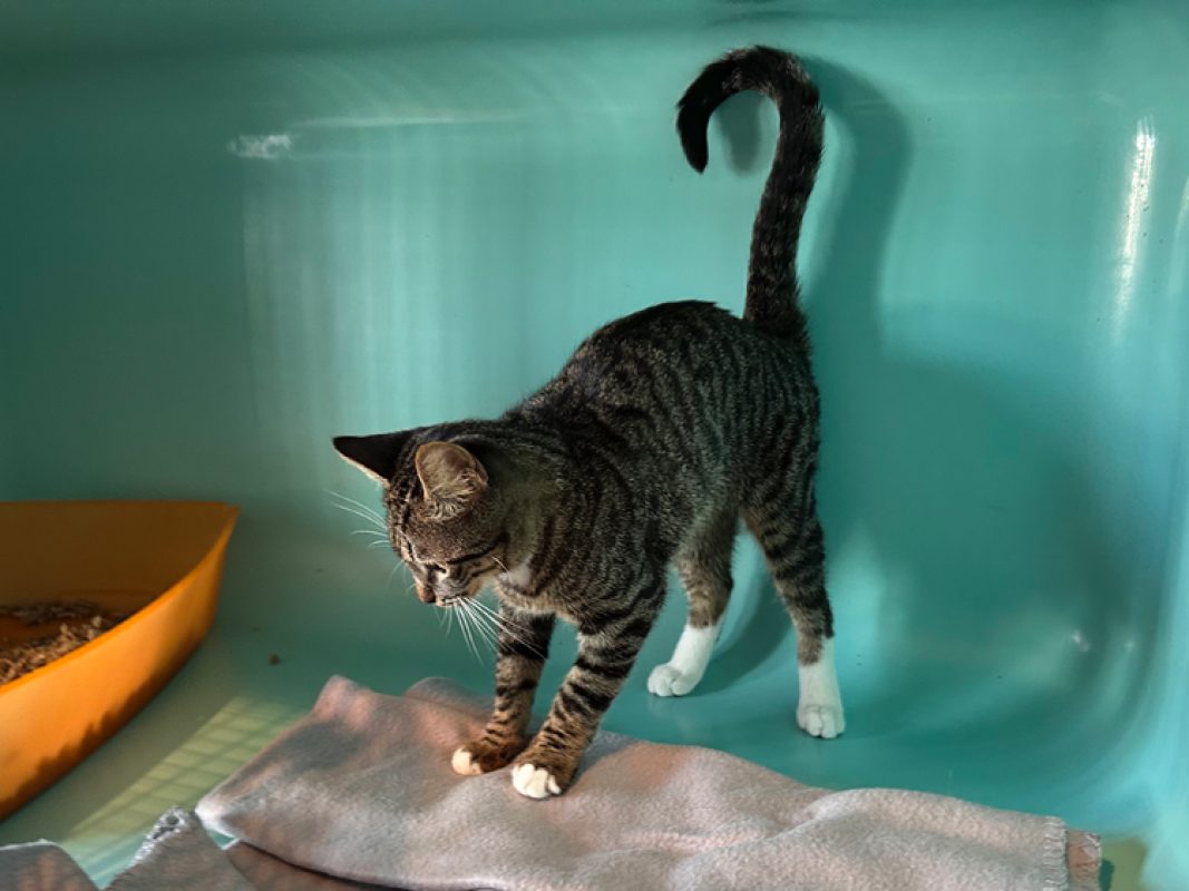 Nox - Chat Européen à adopter - photo 4
