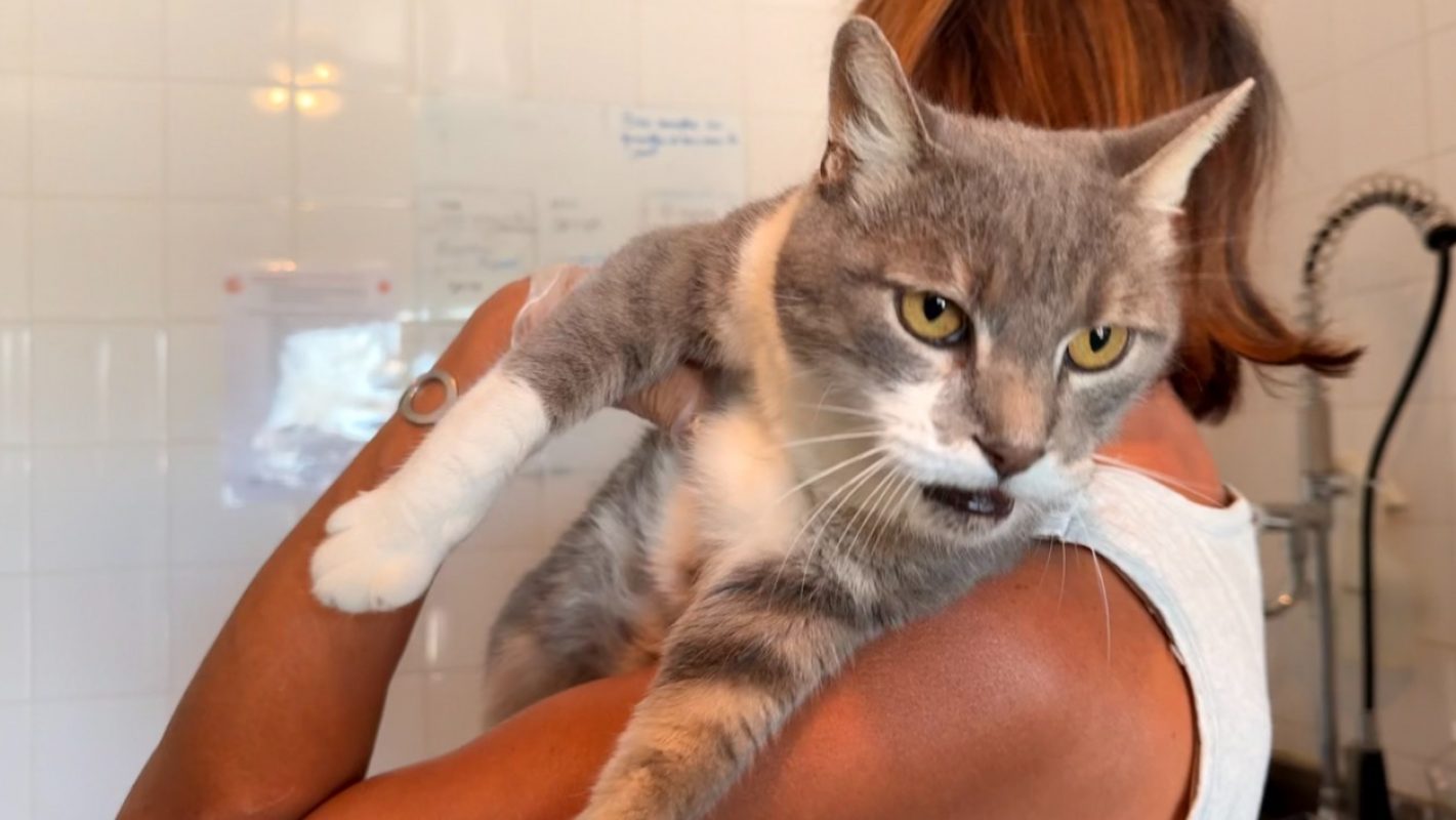 Shasha - Chat Européen à adopter