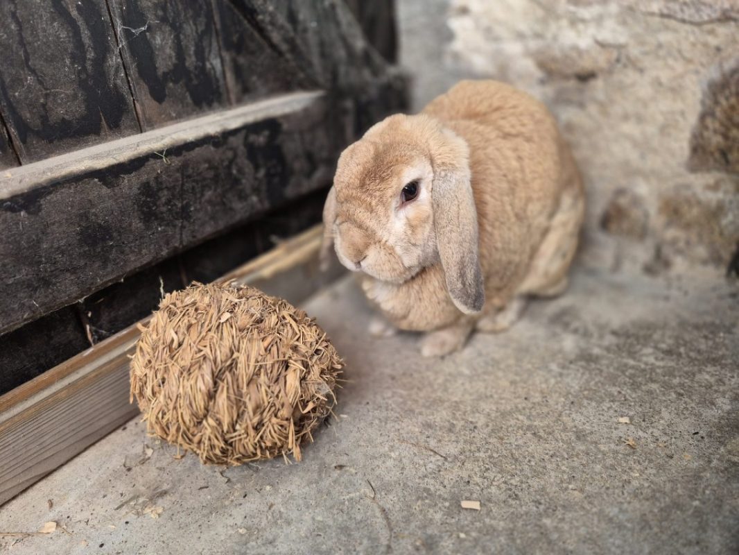 Clyde - Rongeur Lapin à adopter