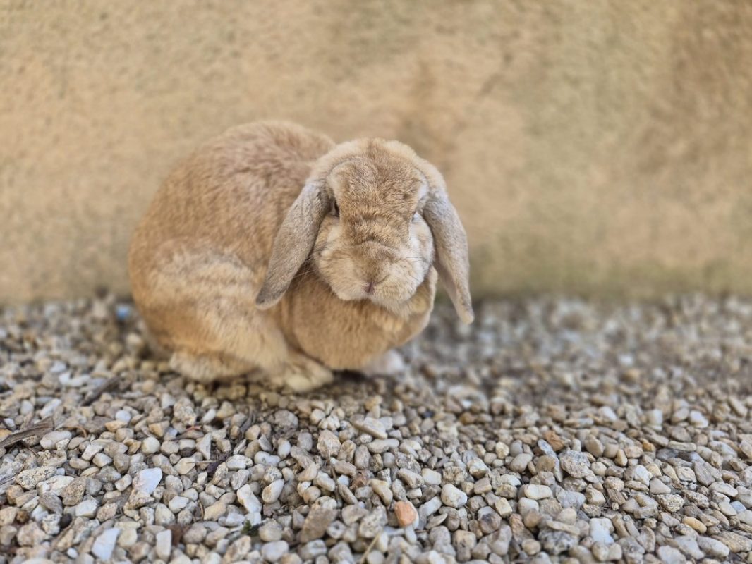 Clyde - Rongeur Lapin à adopter - photo 2