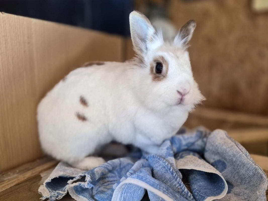 Bonnie - Rongeur Lapin à adopter