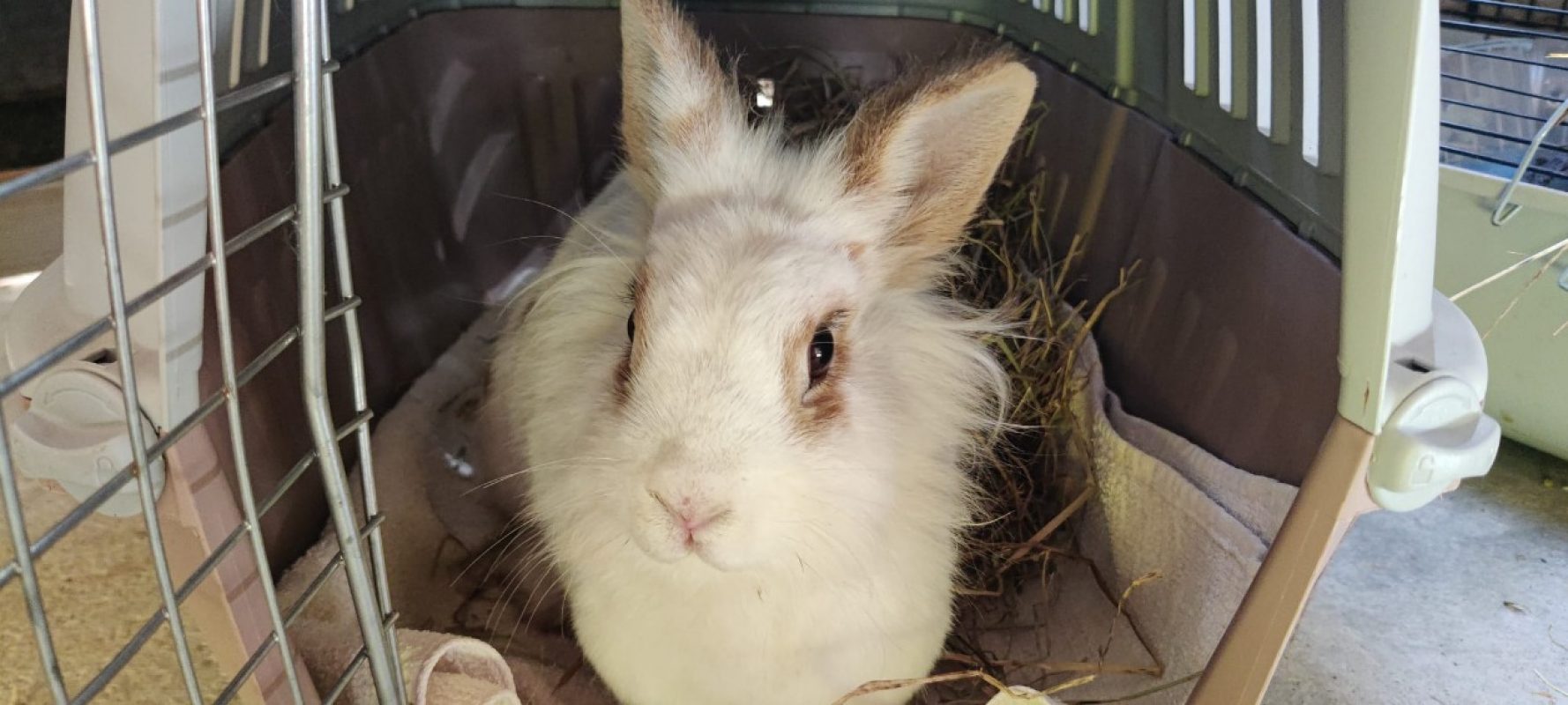 Bonnie - Rongeur Lapin à adopter - photo 2