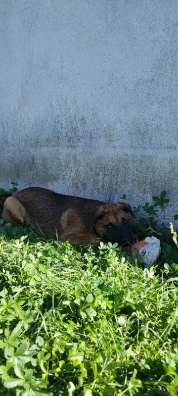 BUENO - Chien à adopter - photo 2
