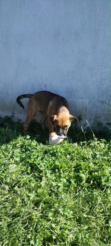 BUENO - Chien à adopter - photo 3