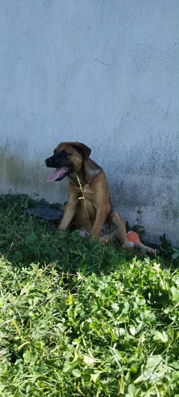 BUENO - Chien à adopter