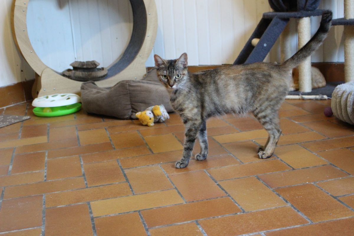 Alba - Chat Européen à adopter - photo 2