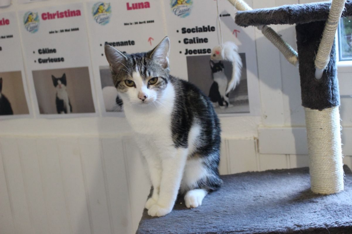 Alice - Chat Européen à adopter - photo 2