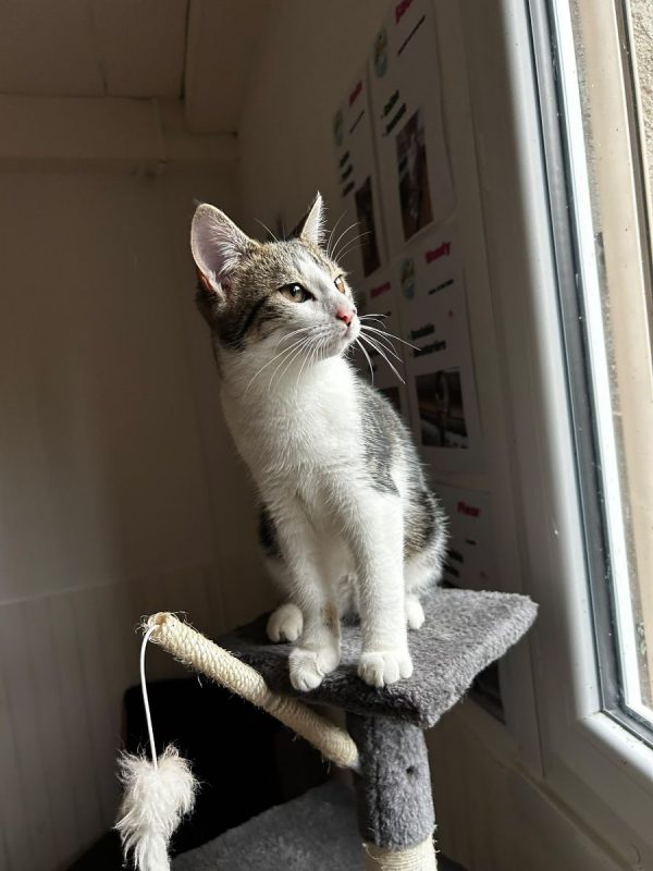 Alice - Chat Européen à adopter - photo 3
