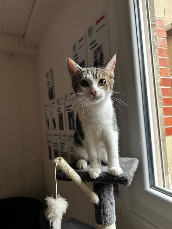 Alice - Chat Européen à adopter