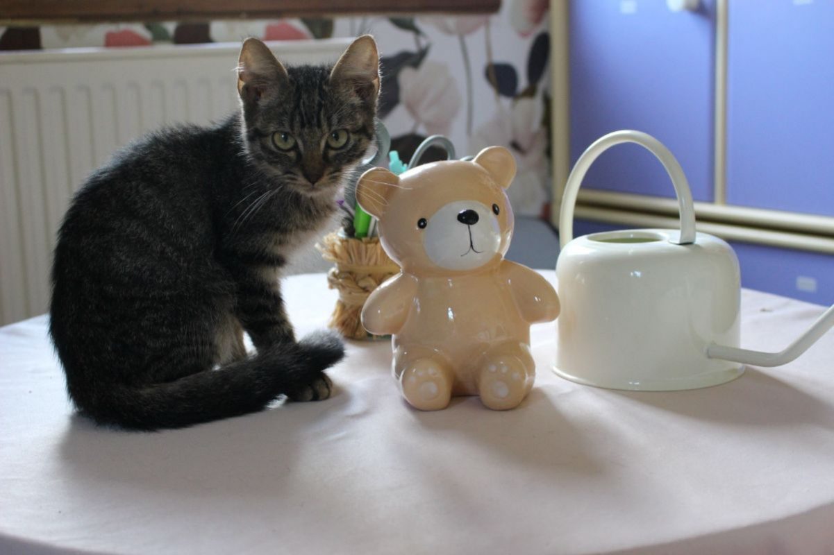 Alex - Chat Européen à adopter