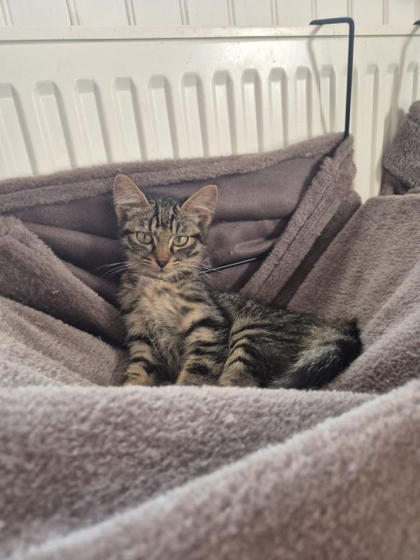 Alex - Chat Européen à adopter - photo 3