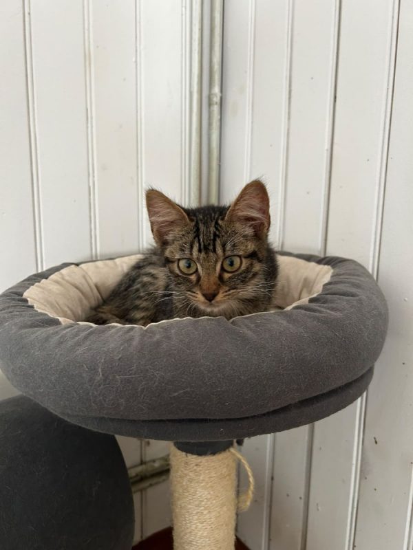 Alex - Chat Européen à adopter - photo 2