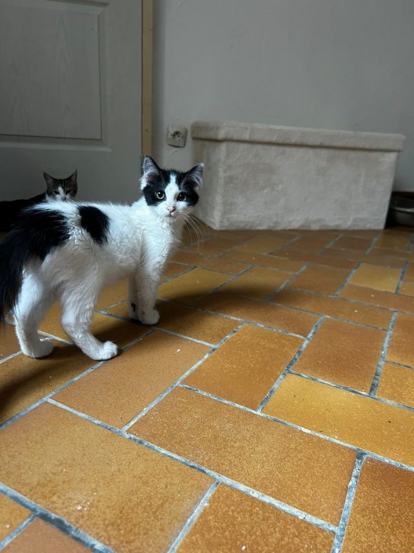 Amenadiel - Chat Européen à adopter - photo 3