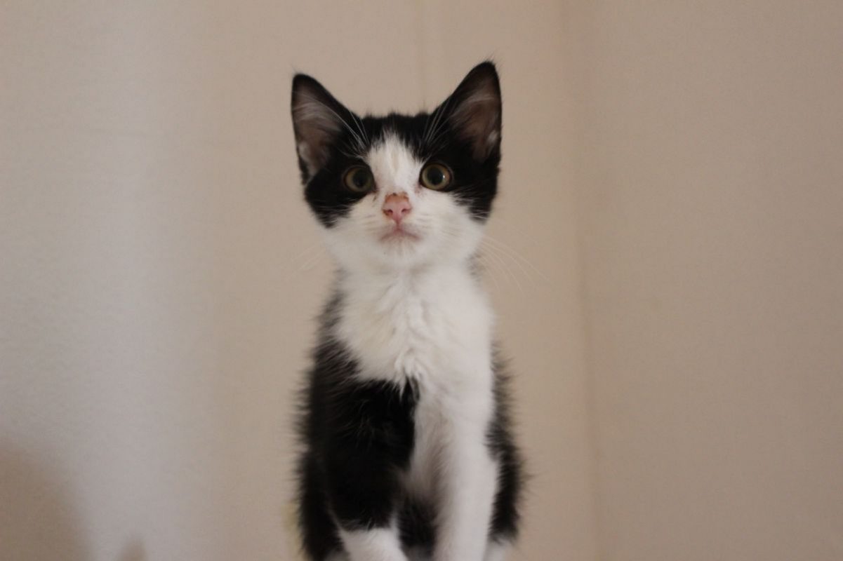 Christina - Chat Européen à adopter - photo 3