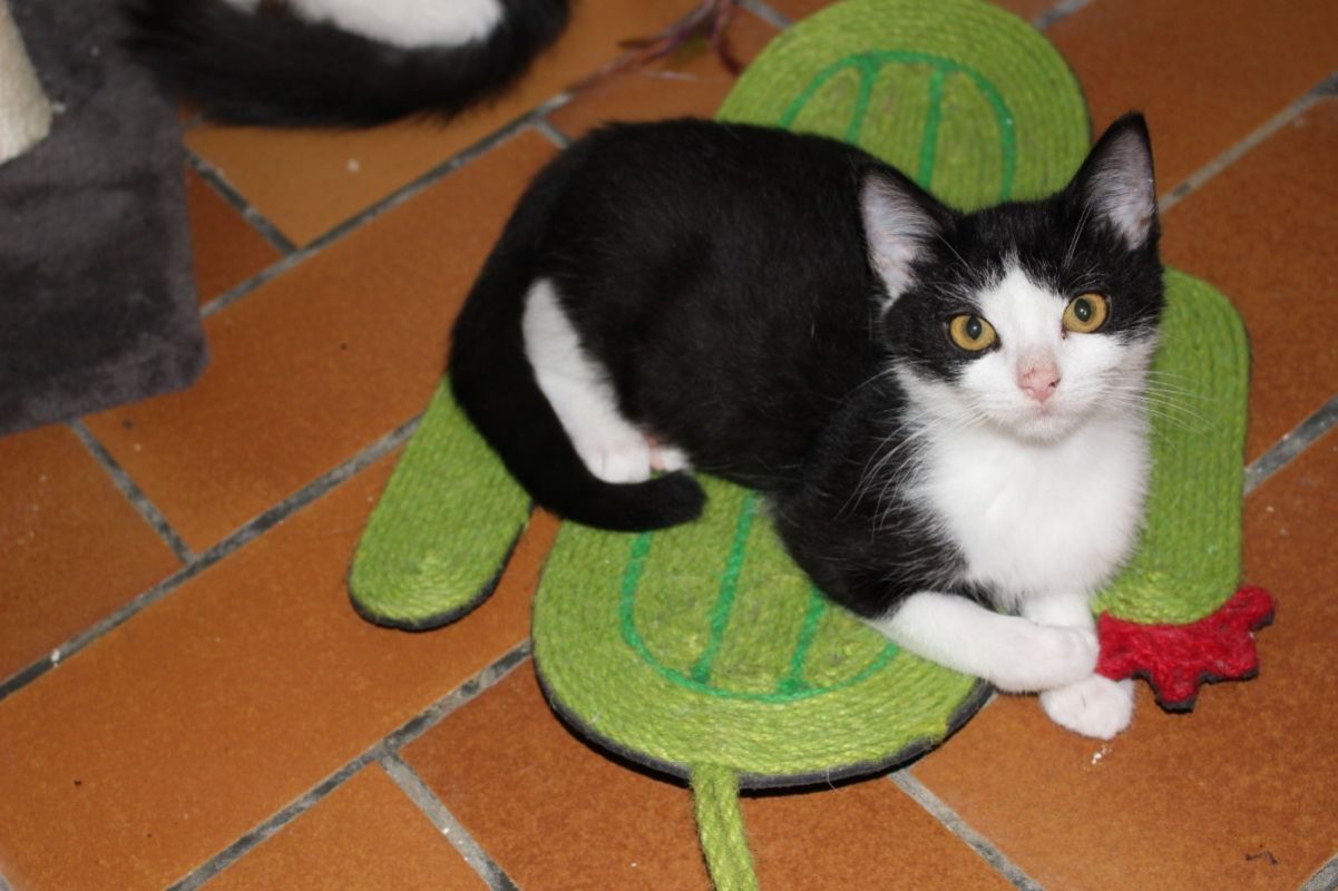 Christina - Chat Européen à adopter