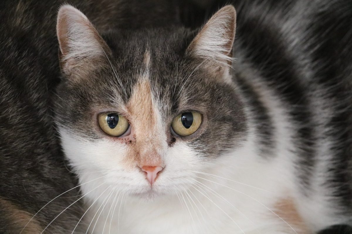Gaia - Chat Européen à adopter