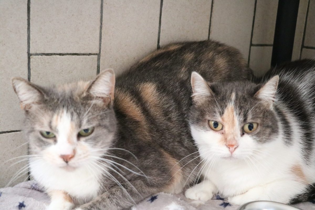 Gaia - Chat Européen à adopter - photo 2