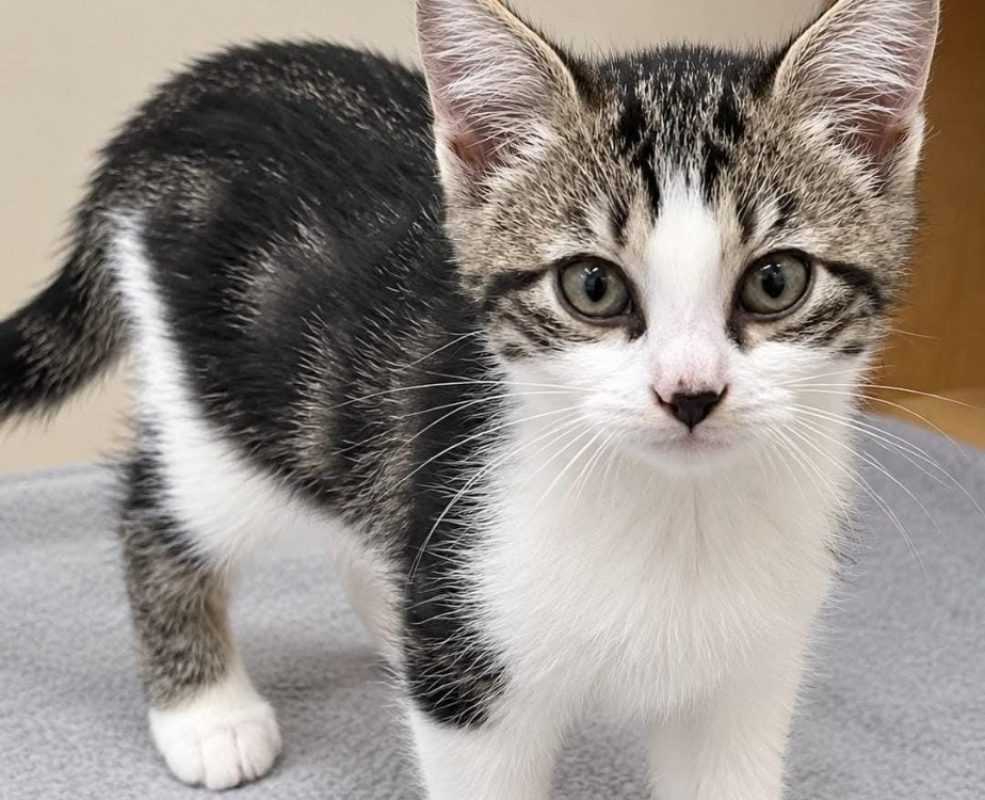 Beka - Chat Européen à adopter