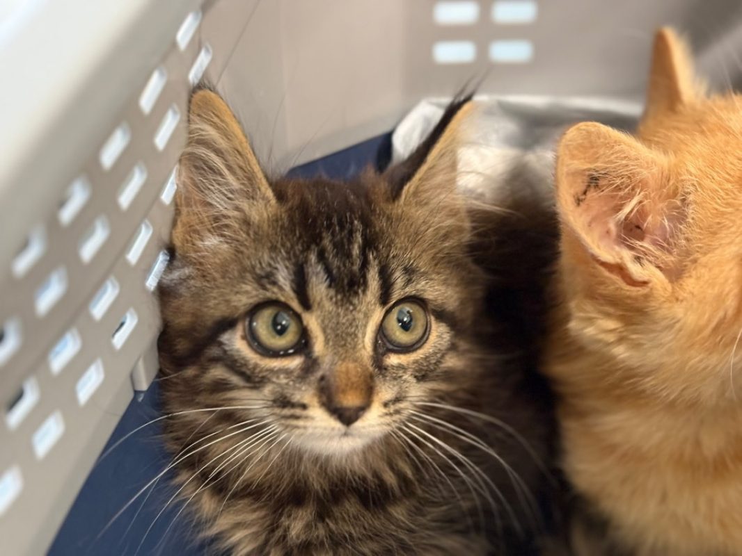 Basta - Chat Européen à adopter