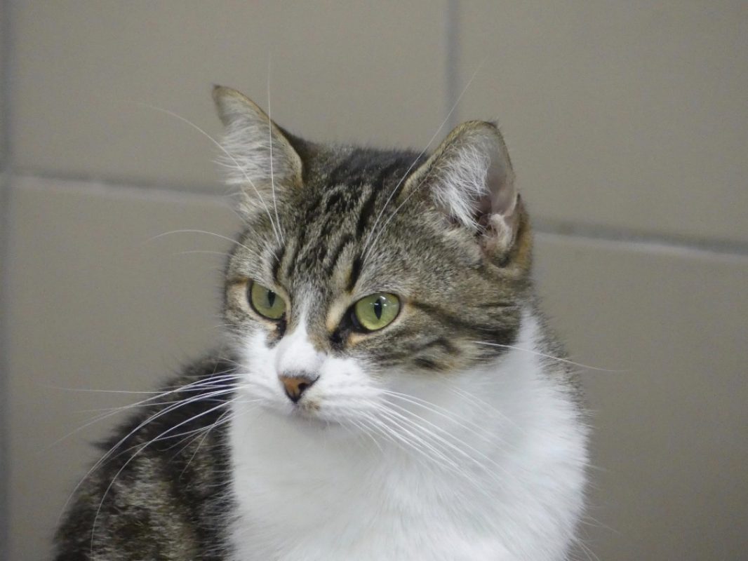 Lilipette - Chat Européen à adopter
