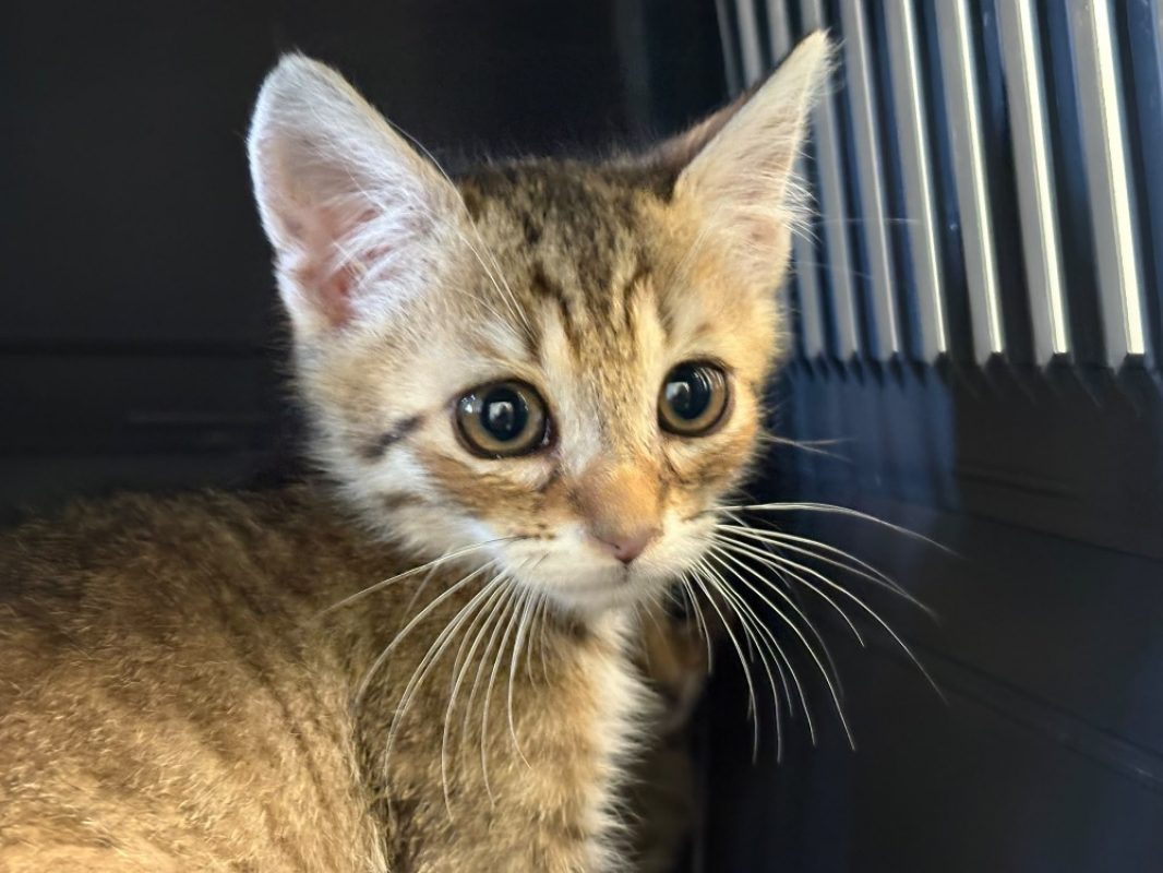 Biscorn réservé - Chat Européen à adopter