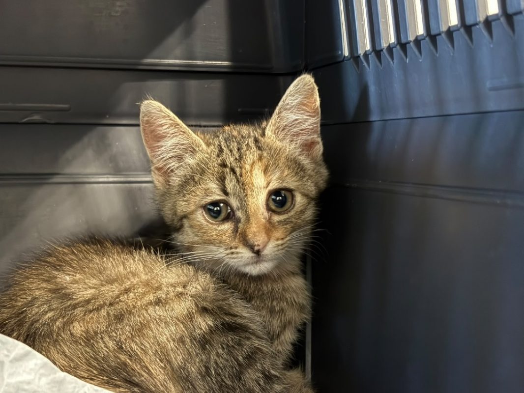 Blade réservé - Chat Européen à adopter