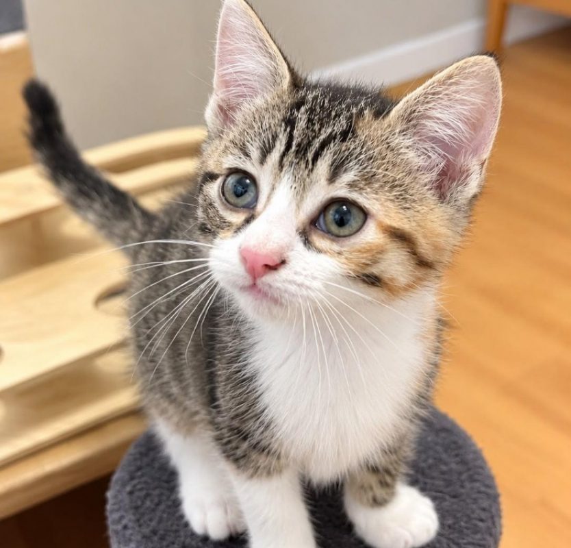 Birdy - Chat Européen à adopter
