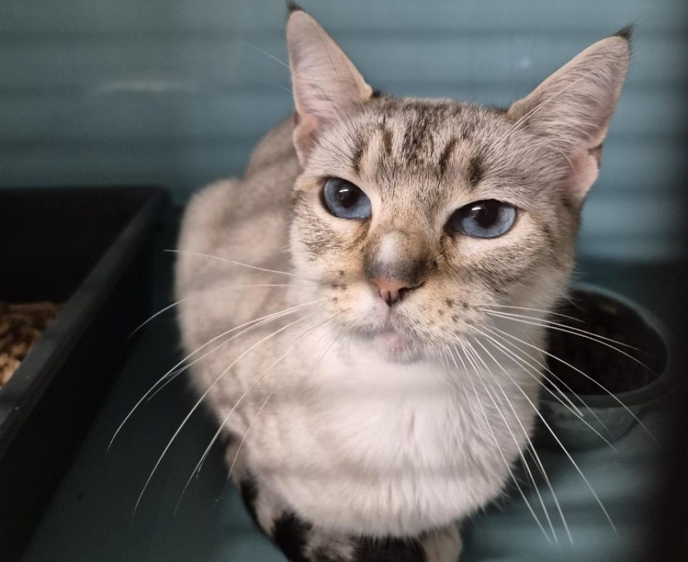 Minette - Chat Européen à adopter