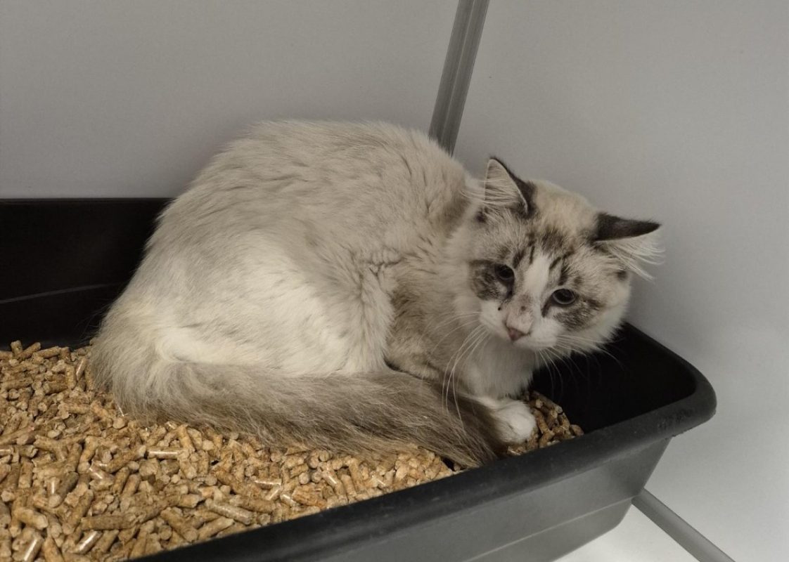 Siam - Chat Européen à adopter