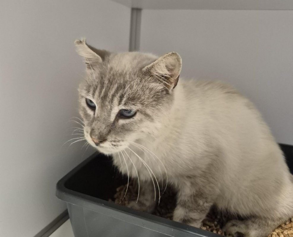 Chamalow - Chat Européen à adopter