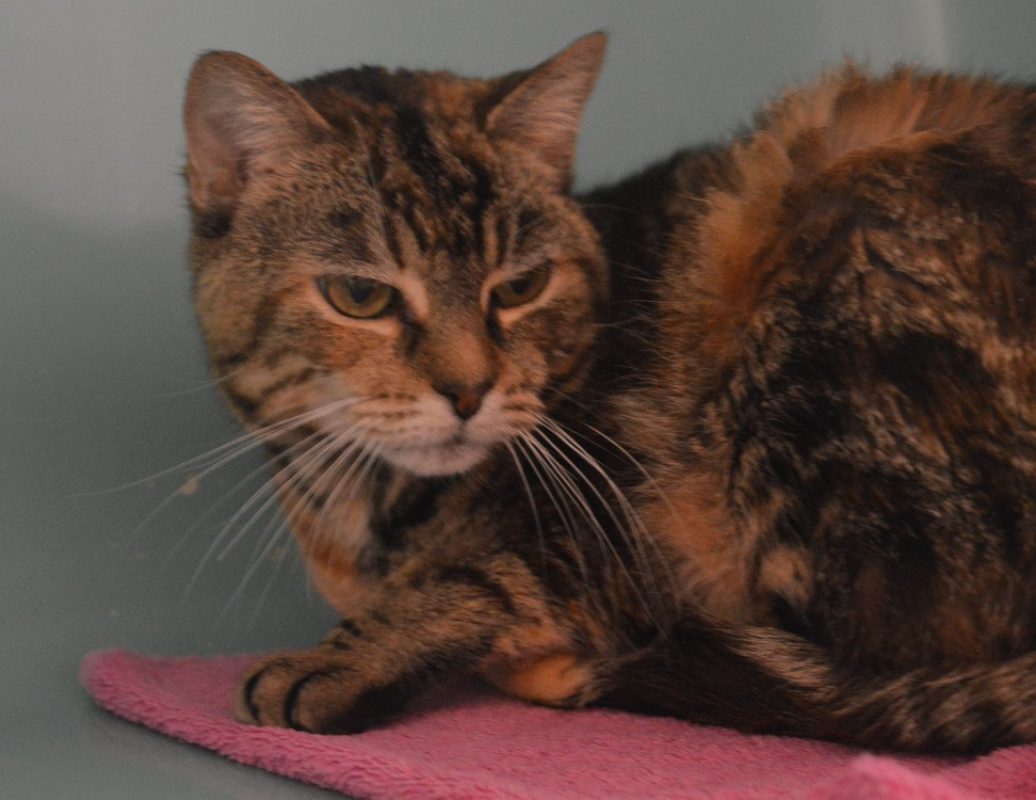 Yana - Chat Européen à adopter