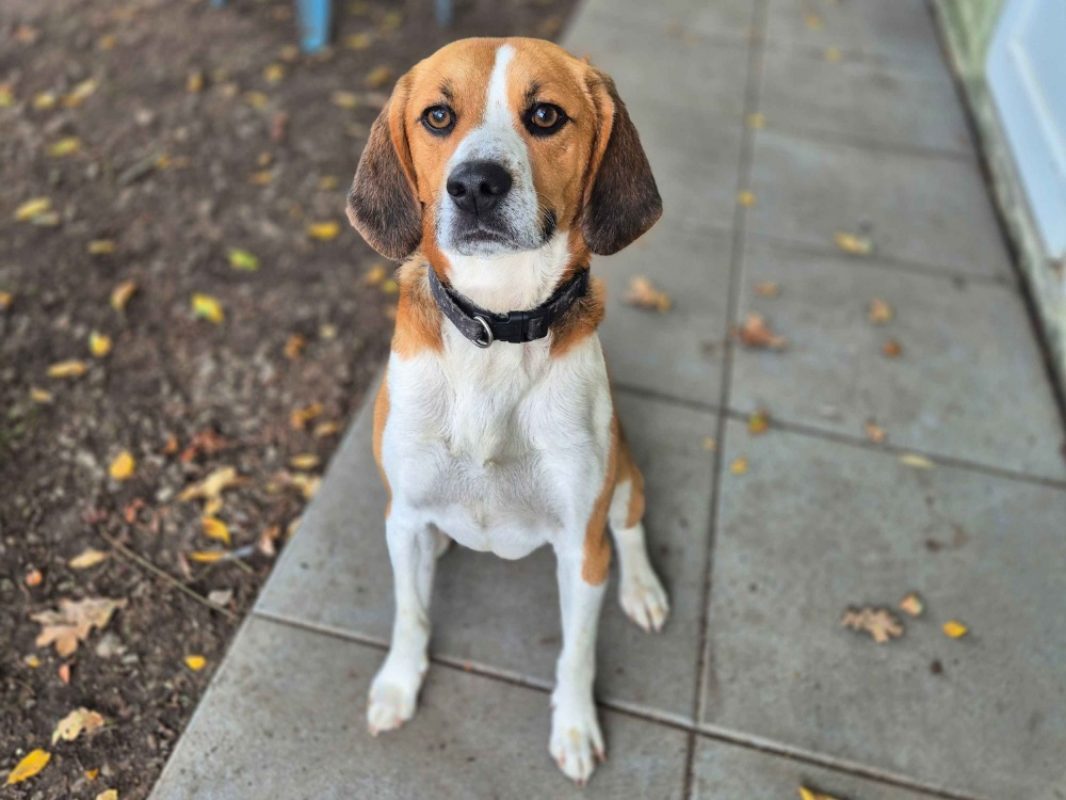 Ugo - Chien Beagle à adopter