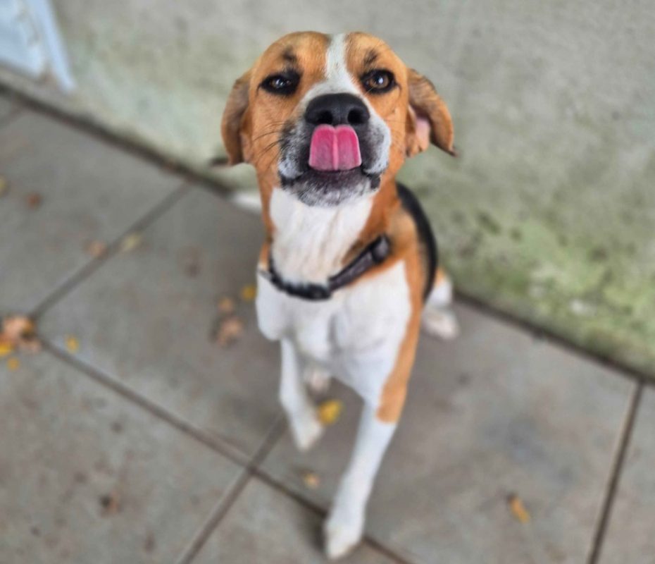 Ugo - Chien Beagle à adopter - photo 2