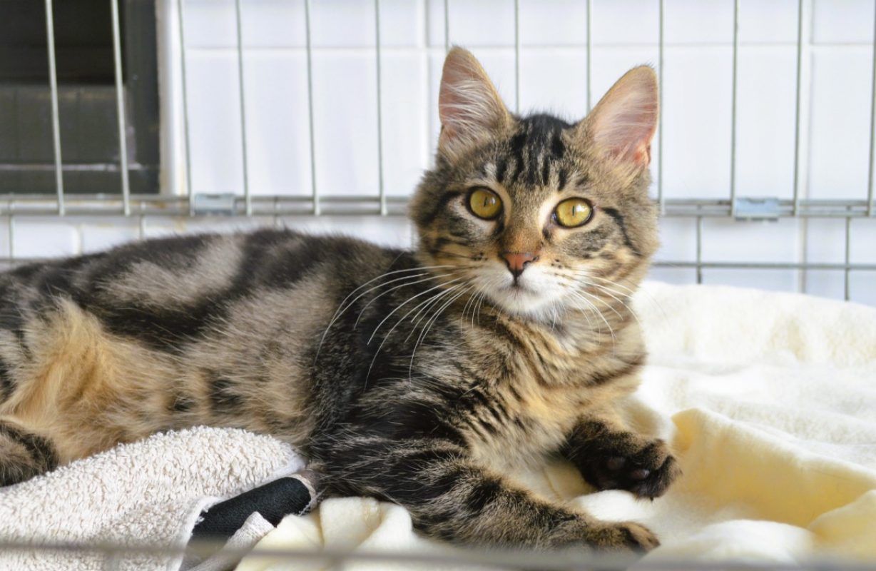 Cachemire - Chat Européen à adopter