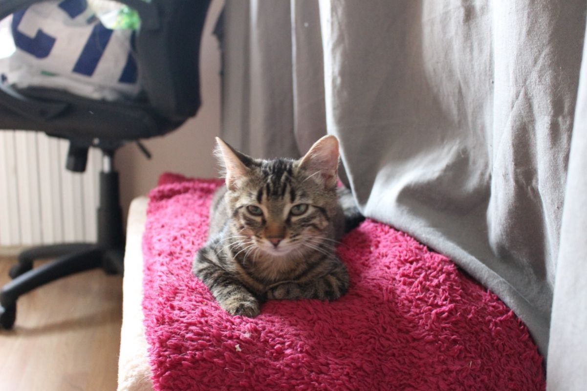 Crochet - Chat Européen à adopter - photo 3